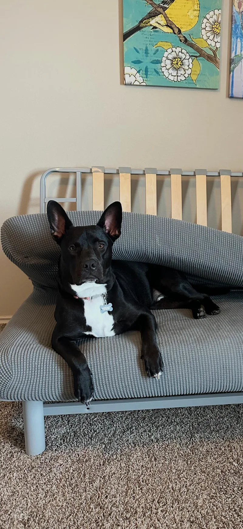 A young medium-sized male Black Pit Bull Terrier dog named Shadow for adoption in Pflugerville, TX