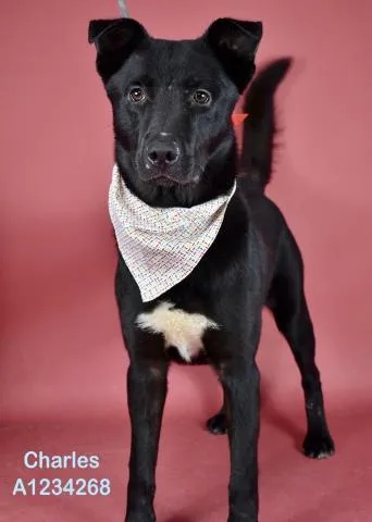 A baby medium-sized male White / Cream Shepherd dog named Charles for adoption in Thousand Oaks, CA