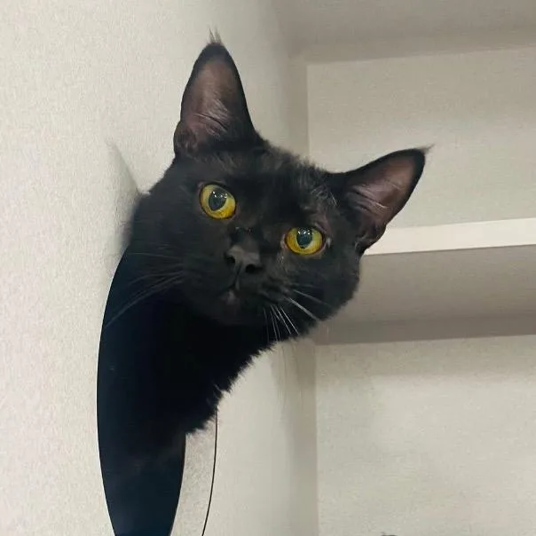 Morticia thumbnail 2