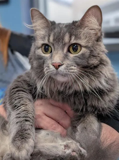 An adult medium-sized female Domestic Medium Hair cat named Jasmine for adoption in Canfield, OH