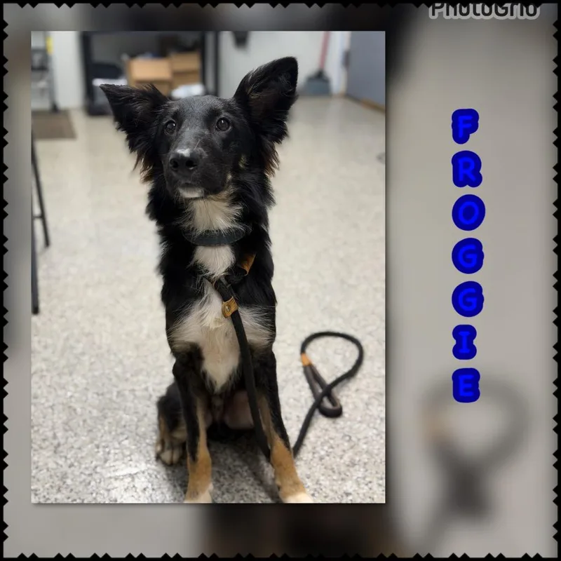 A baby medium-sized male Collie dog named Froggie for adoption in Blountville, TN