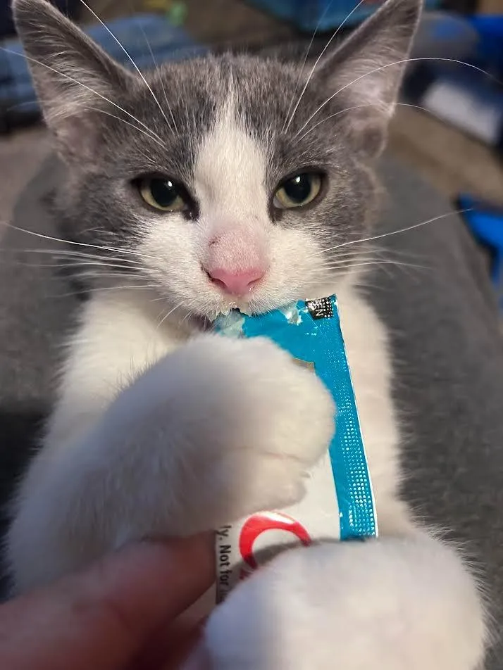 A baby medium-sized male Domestic Medium Hair cat named Babaghanoush for adoption in Logan, UT