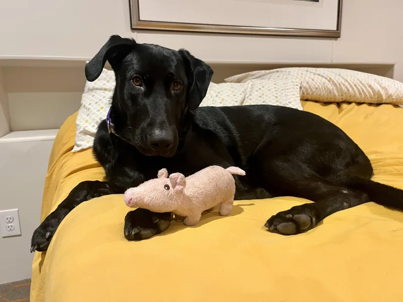 Roxy  In CT thumbnail 4