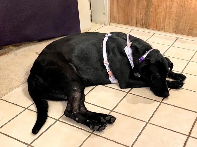 Roxy  In CT thumbnail 5