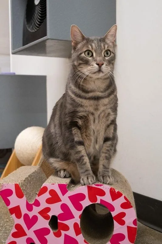 Remington thumbnail 2