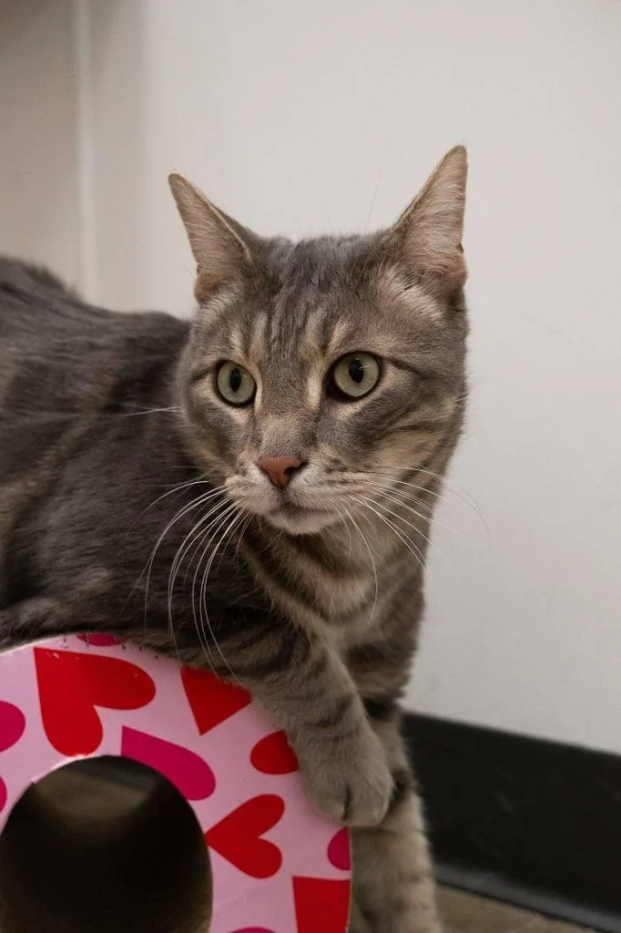 Remington thumbnail 3