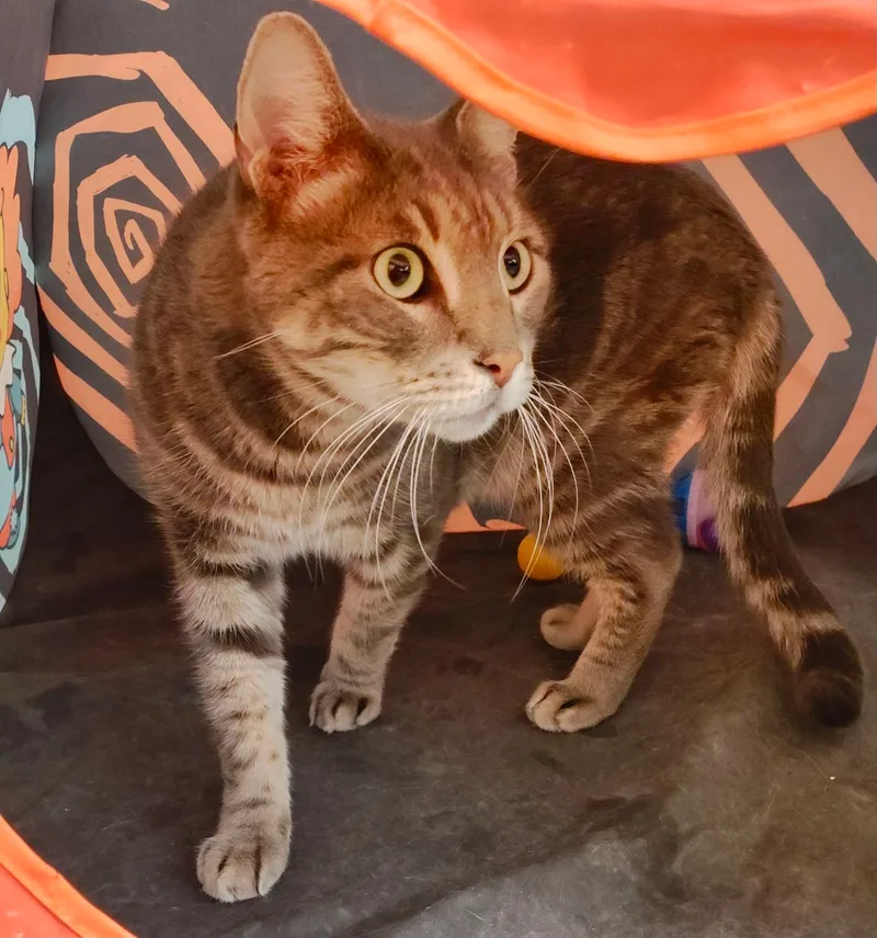 Remington thumbnail 4