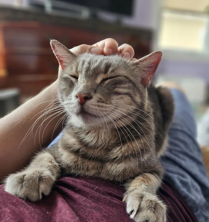 Remington thumbnail 5