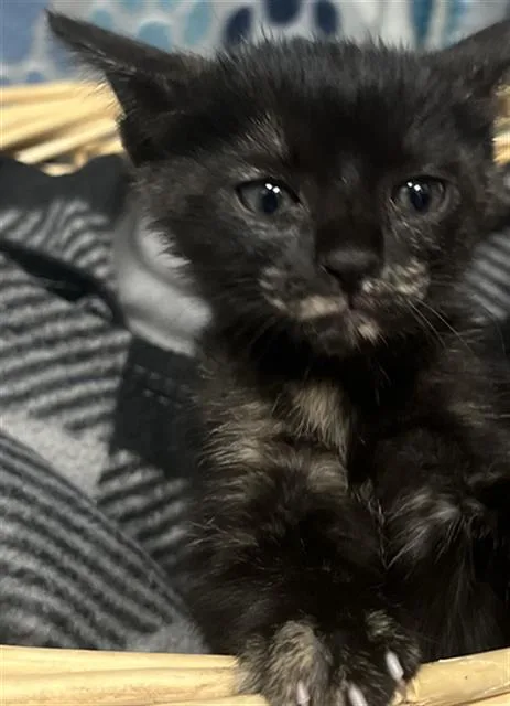 A baby small-sized female Domestic Short Hair cat named Olive for adoption in Rosenberg, TX