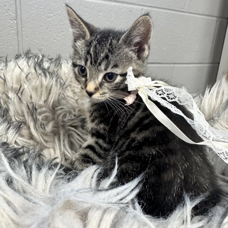 Darling Dizzy thumbnail 2