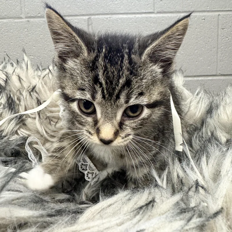 Darling Dizzy thumbnail 3