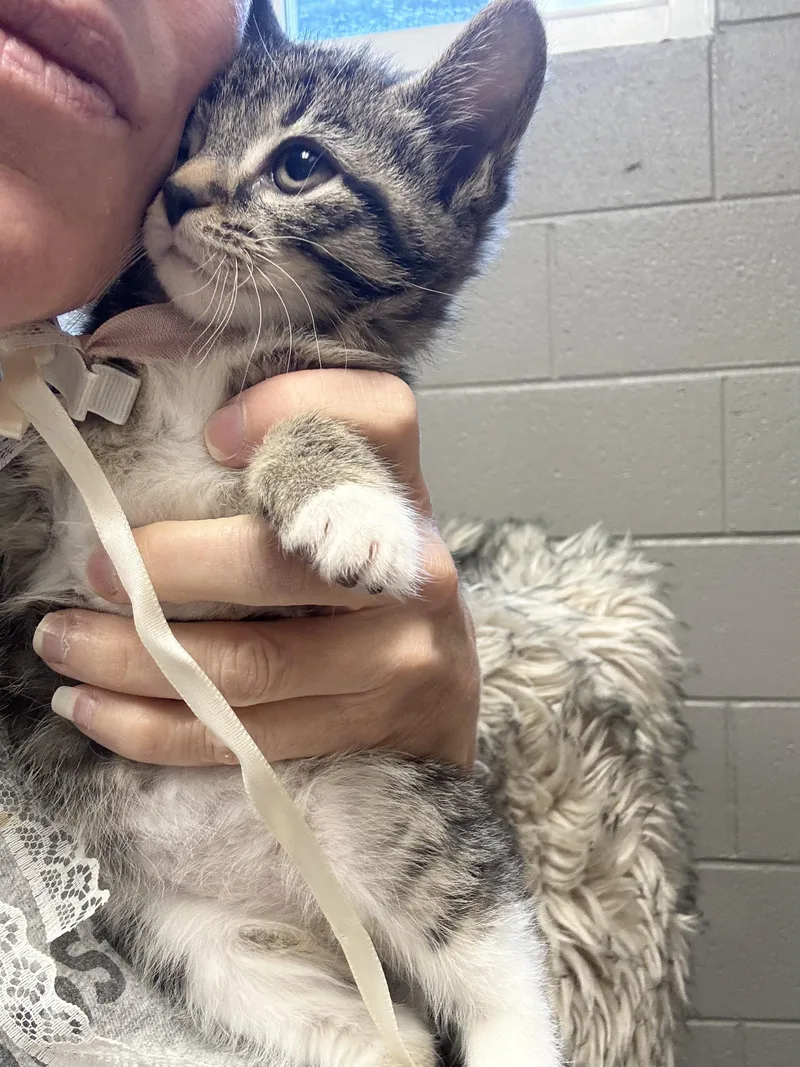 Darling Dizzy thumbnail 4