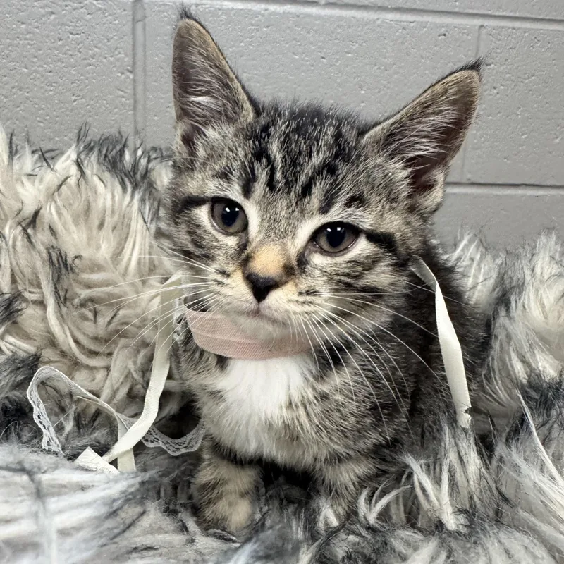 A baby medium-sized female Tabby cat named Darling Dizzy for adoption in Burlington, NC