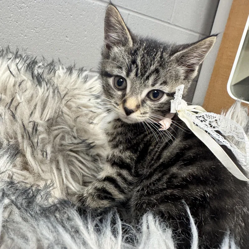 Darling Dizzy thumbnail 5