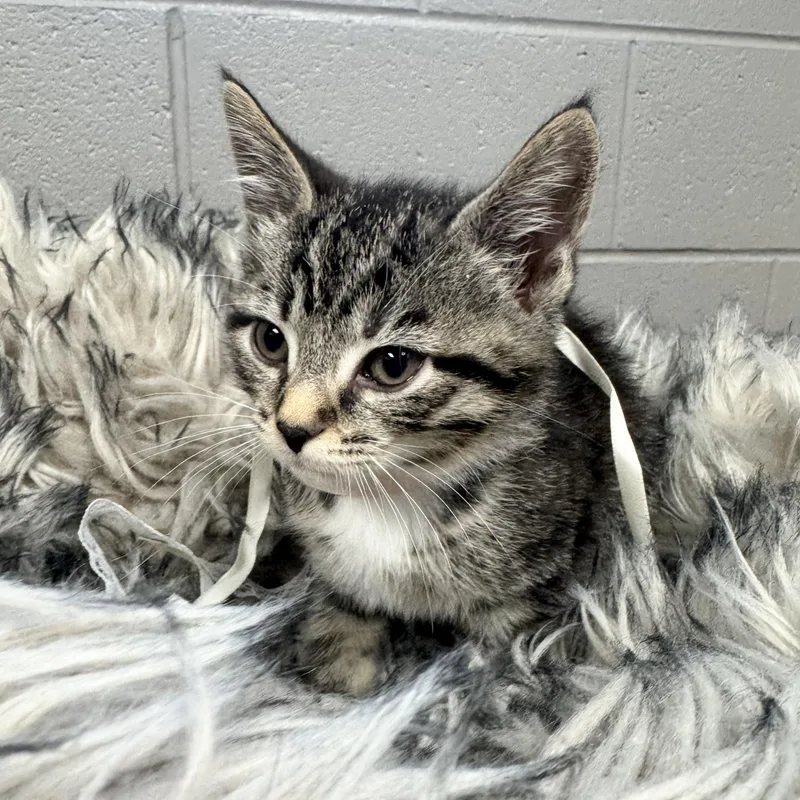 Darling Dizzy thumbnail 6