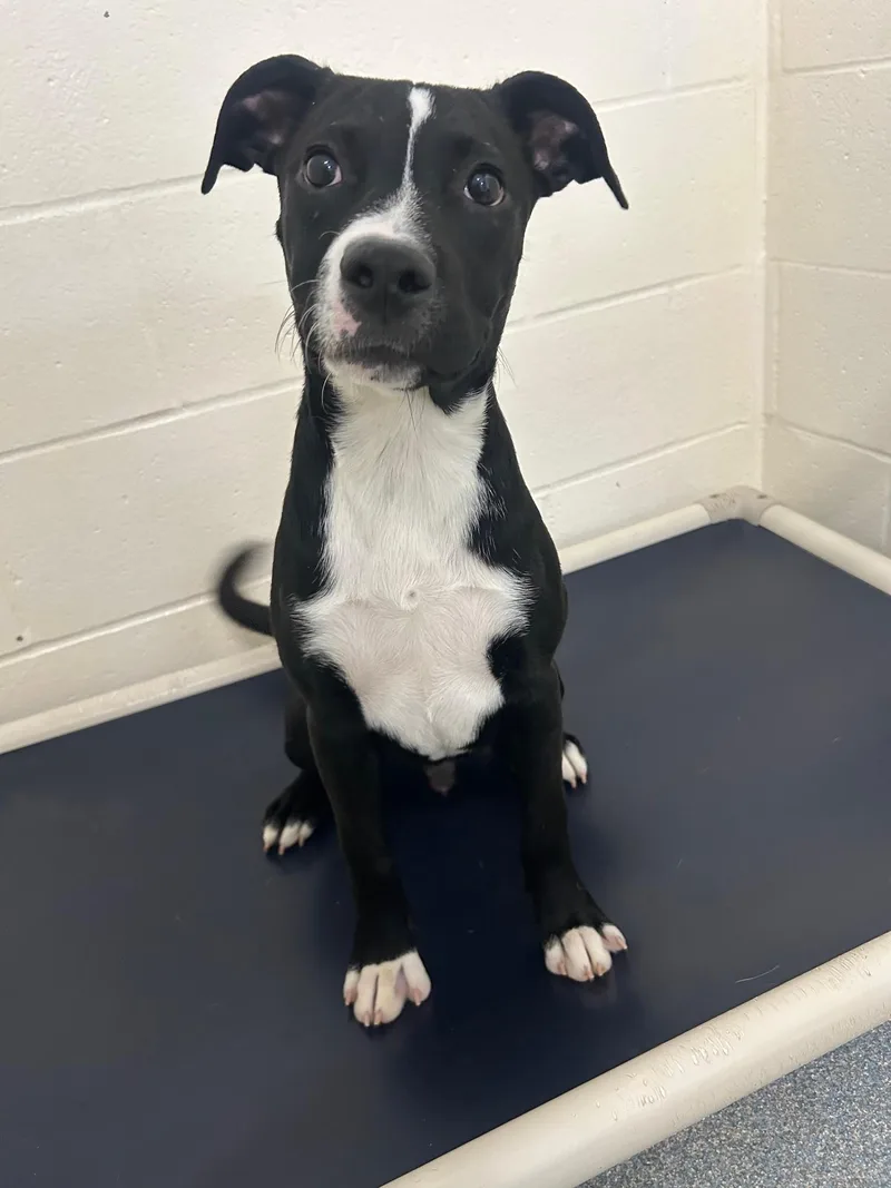 A young medium-sized male Black Mixed Breed dog named Mushu for adoption in St. Joseph, MI