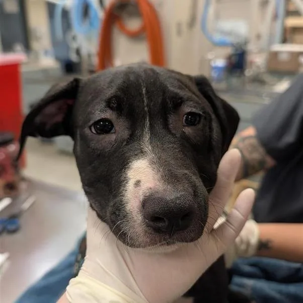 A baby small-sized female Black Mixed Breed dog named Candle for adoption in Jacksonville, FL