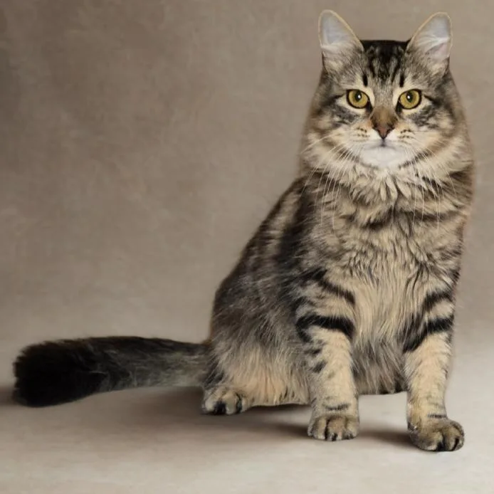 A young small-sized male Brown / Chocolate Domestic Short Hair cat named Atlas for adoption in Tylertown, MS