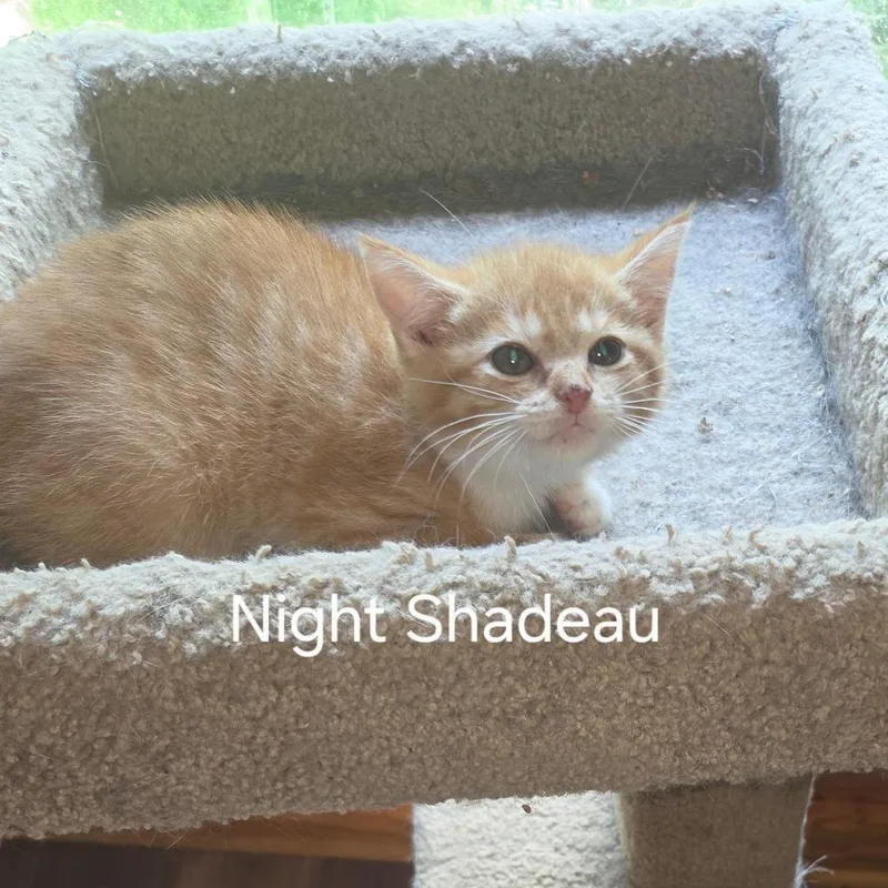 A baby small-sized female Orange / Red Domestic Short Hair cat named Nightshadeau for adoption in Fredericksburg, VA