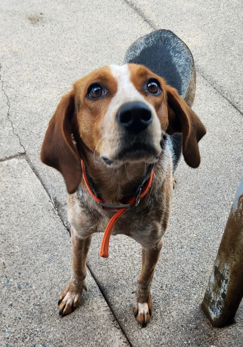 A young medium-sized female English Coonhound dog named Jones for adoption in Zimmerman, MN