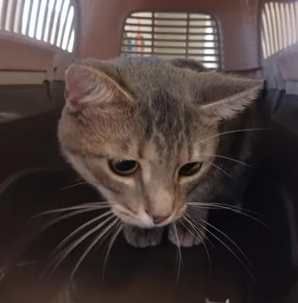 A young medium-sized male Domestic Short Hair cat named Barber for adoption in West Memphis, AR