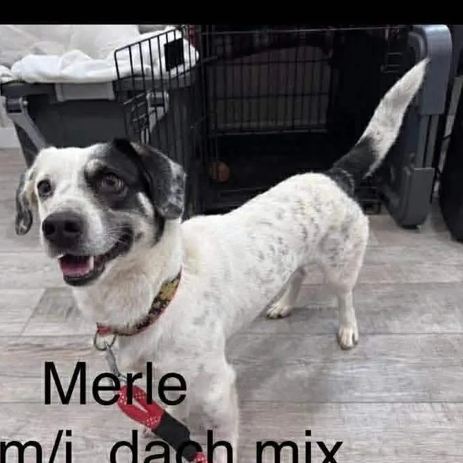 An adult medium-sized male White / Cream Dachshund dog named Merle for adoption in Saint John, IN