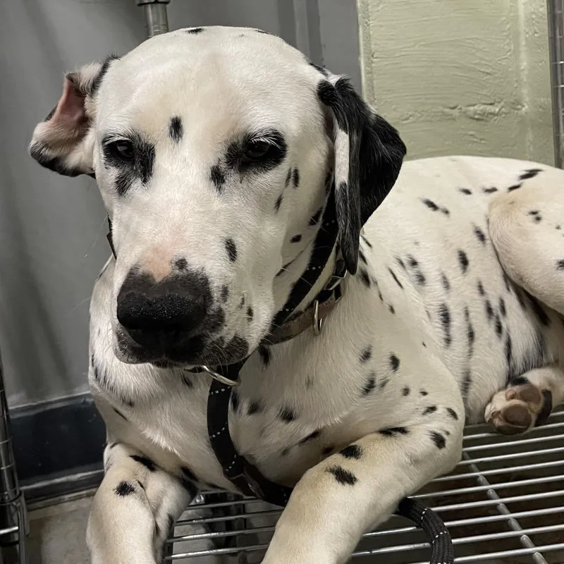 A young large-sized female White / Cream Dalmatian dog named Perdie for adoption in Eureka Springs, AR