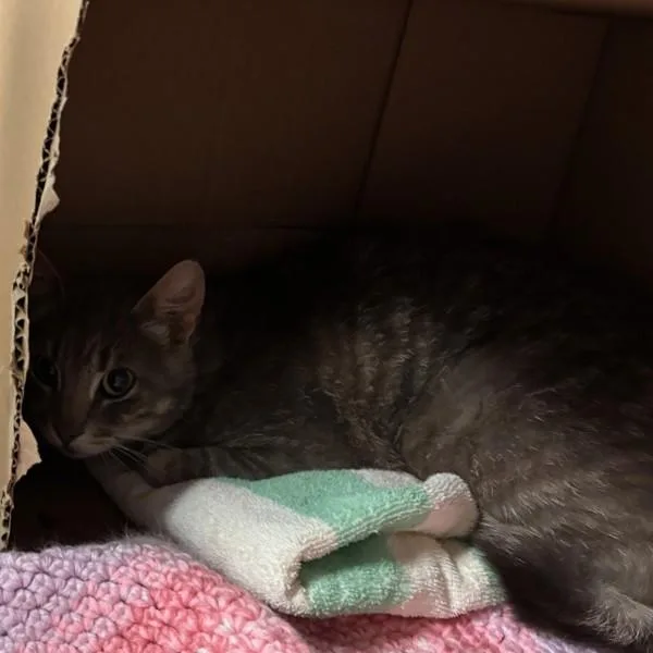 An adult large-sized male Domestic Short Hair cat named Bronevik for adoption in Des Moines, IA