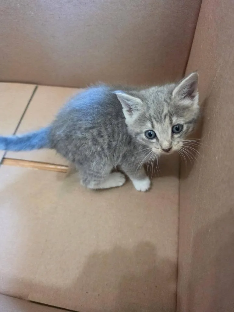 A baby small-sized female Domestic Short Hair cat named Cottonelle for adoption in Hartsville, SC