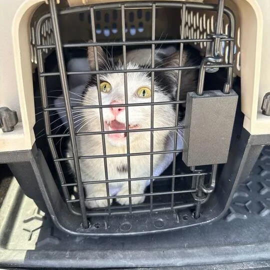 A young medium-sized female Black & White / Tuxedo Domestic Short Hair cat named Monica for adoption in Ypsilanti, MI