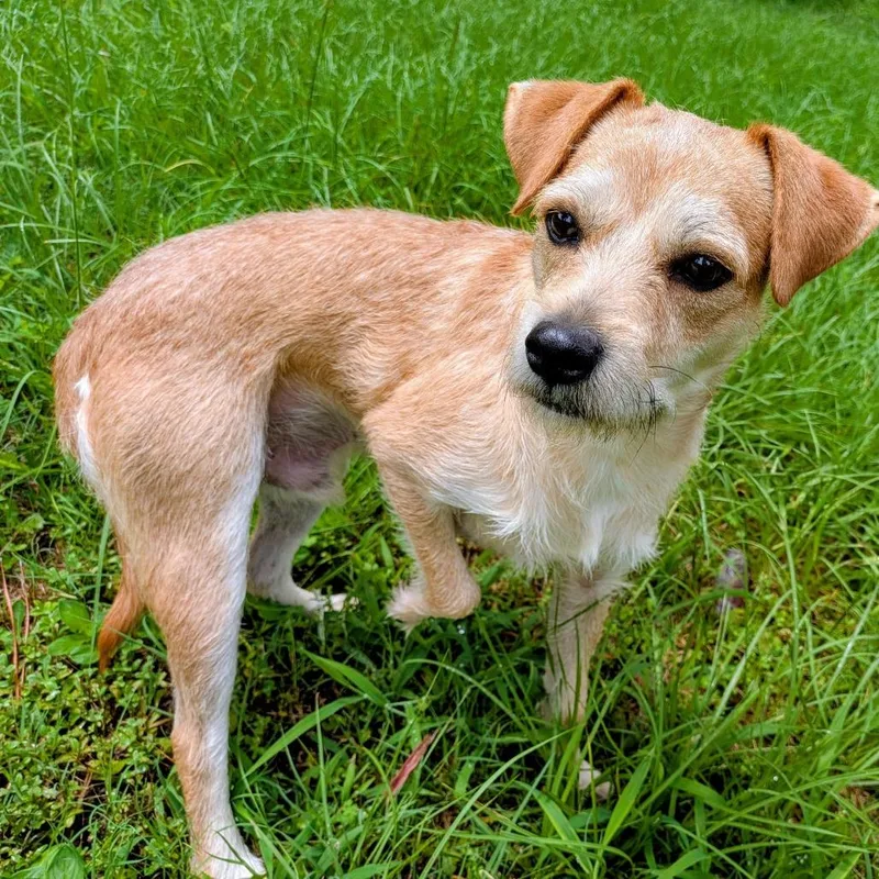 An adult small-sized male White / Cream Cairn Terrier dog named Buddy Cedar for adoption in Houston, TX