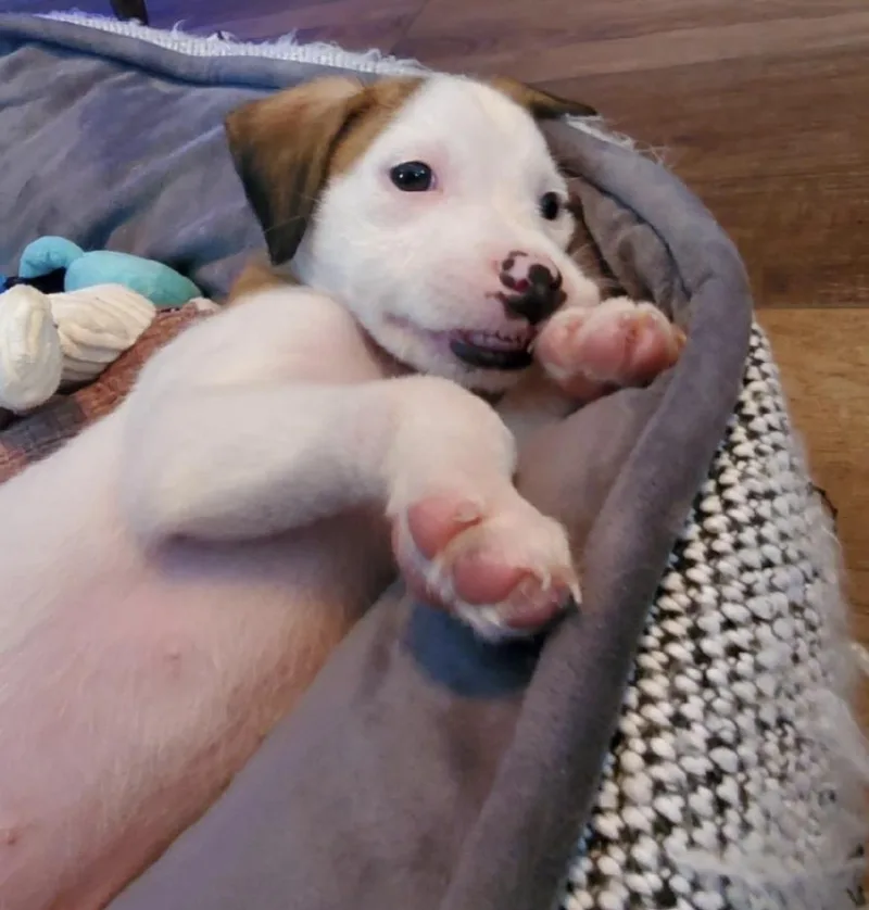 Charlie thumbnail 2