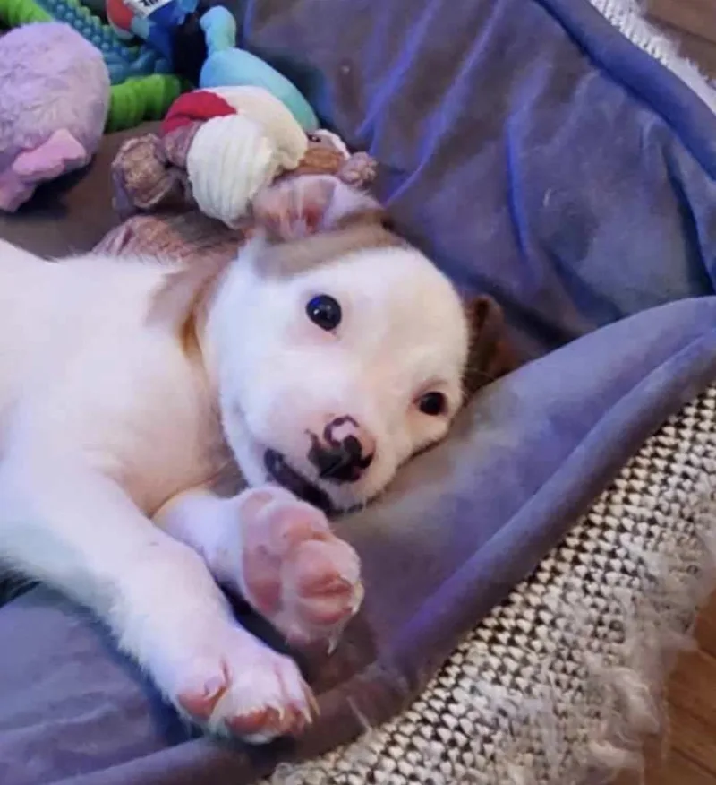 Charlie thumbnail 6
