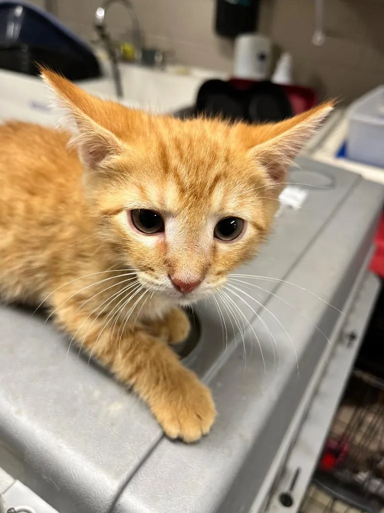 A baby small-sized male Domestic Short Hair cat named Major for adoption in Hopkinsville, KY