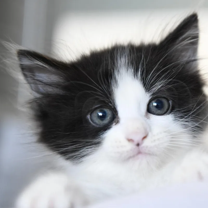A baby small-sized female Black Domestic Short Hair cat named Molly for adoption in Redwood City, CA