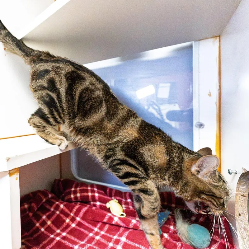 A young medium-sized male Brown / Chocolate Domestic Short Hair cat named Groot for adoption in South Elgin, IL