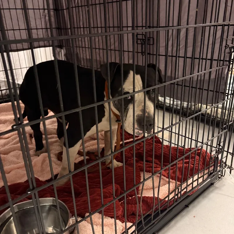 An adult medium-sized male Black Mixed Breed dog named Dale for adoption in Philadelphia, PA