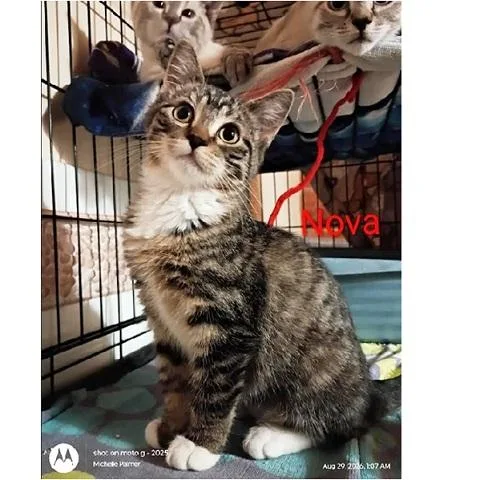 A baby medium-sized female Tabby (Brown / Chocolate) Tabby cat named Nova for adoption in Salt Lake City, UT
