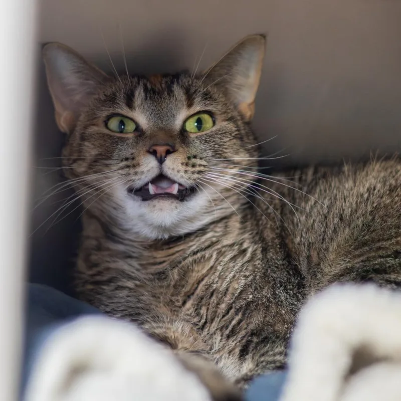 An adult large-sized female Brown / Chocolate Domestic Short Hair cat named Red for adoption in Wilmington, DE