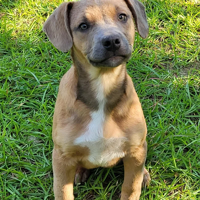 A baby medium-sized male Yellow / Tan / Blond / Fawn Mixed Breed dog named Mojo Jojo for adoption in Marion, MS