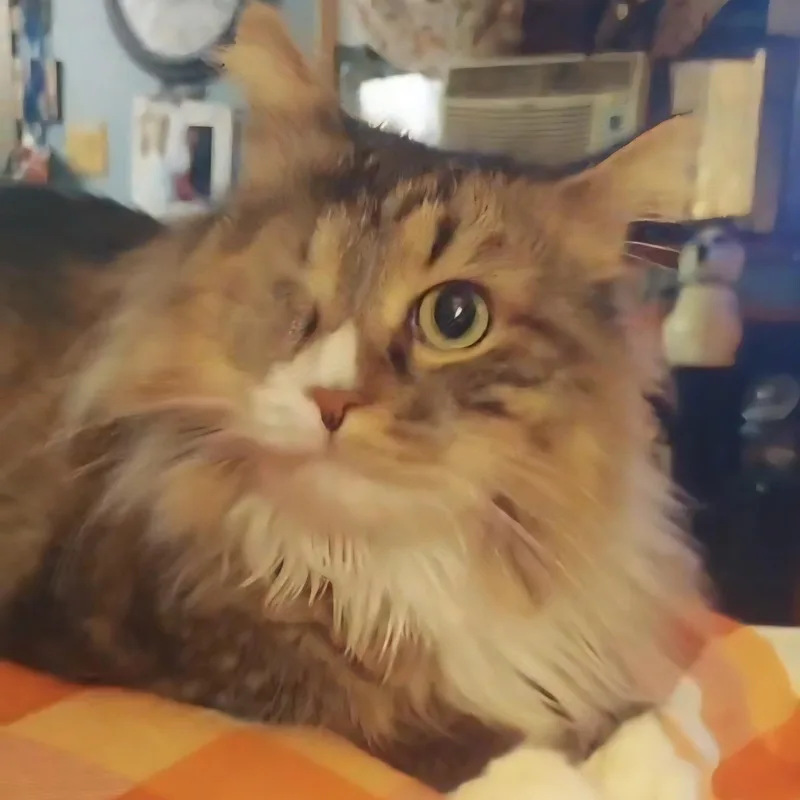 An adult medium-sized male Tabby (Buff / Tan / Fawn) Domestic Long Hair cat named Simon for adoption in FITCHBURG, MA