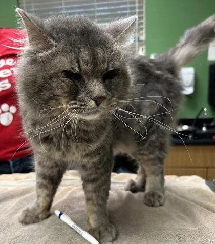 An adult medium-sized male Domestic Medium Hair cat named Felix for adoption in Kansas City, MO