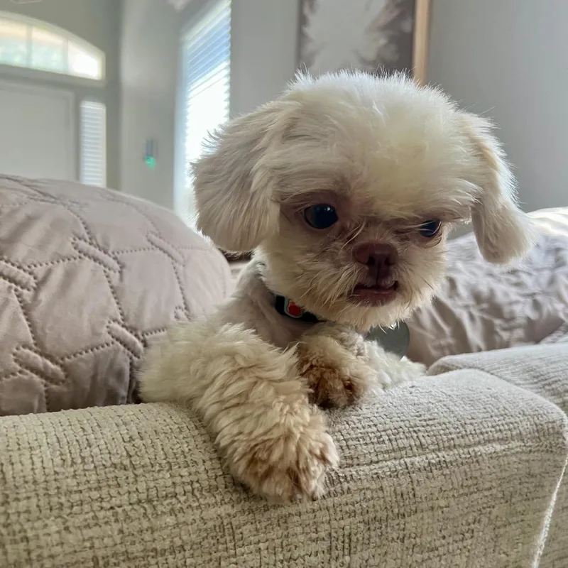 A baby small-sized female Yellow / Tan / Blond / Fawn Shih Tzu dog named Hunni Dew for adoption in Houston, TX
