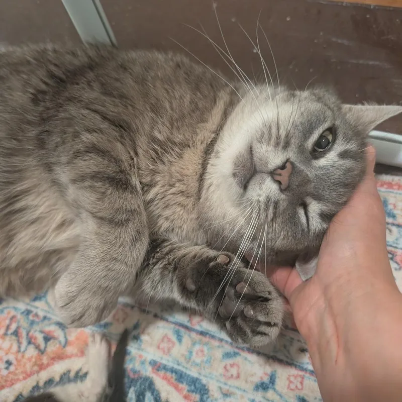 An adult large-sized female Gray / Blue / Silver Domestic Short Hair cat named Big Mama for adoption in Baltimore, MD