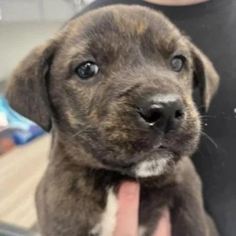 A baby medium-sized male Brindle Mixed Breed dog named Coconut for adoption in Alexandria, VA