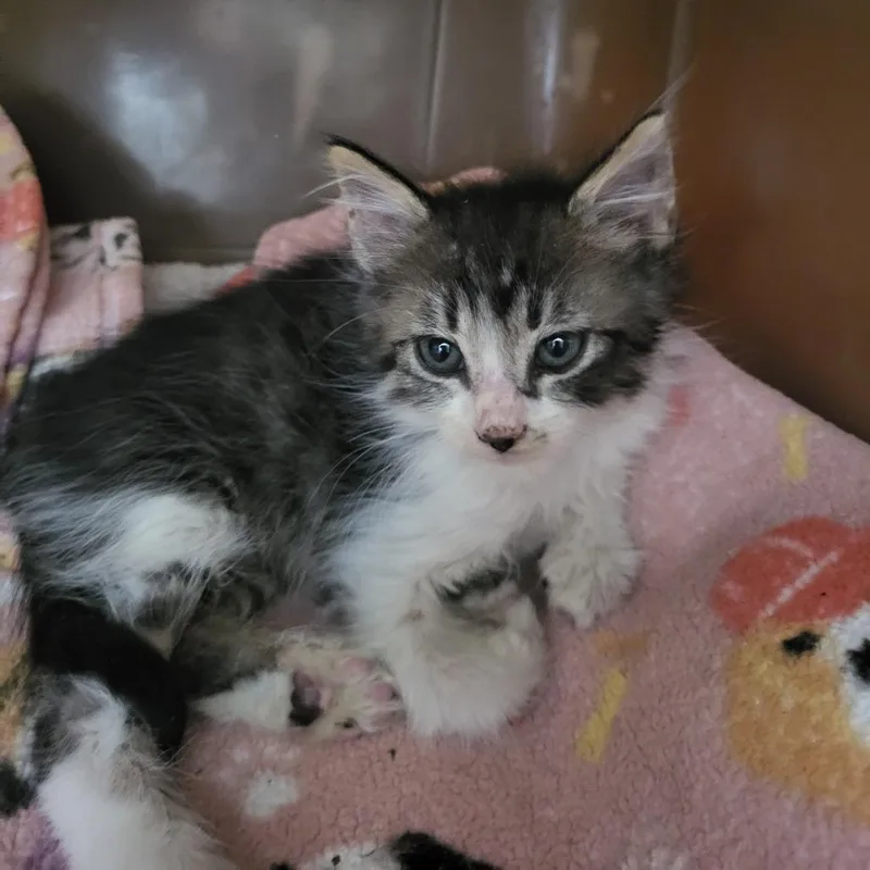 A baby small-sized male Black Domestic Short Hair cat named Digby for adoption in Kanab, UT