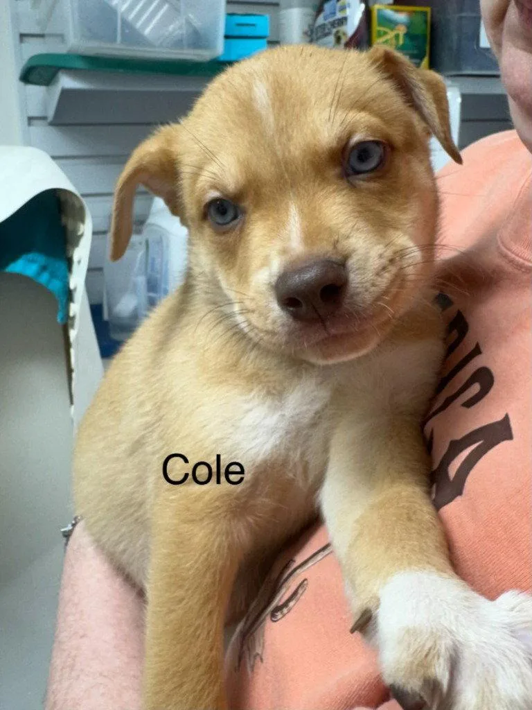 Cole