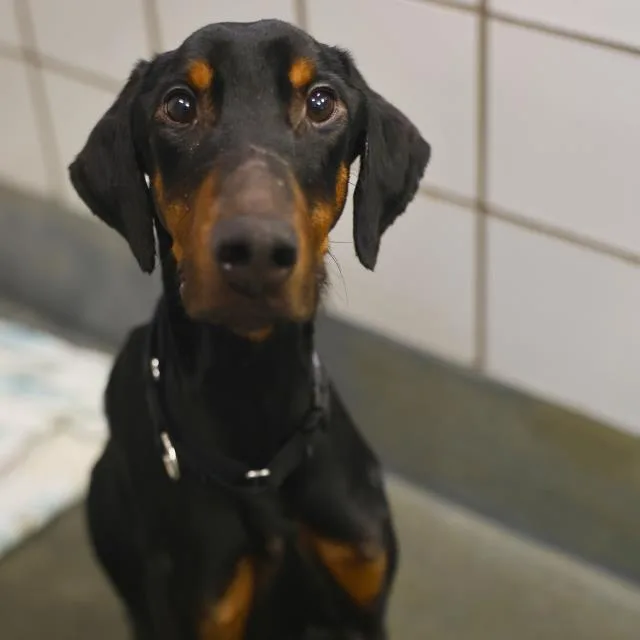 A young medium-sized male Doberman Pinscher dog named Herman for adoption in San Antonio, TX