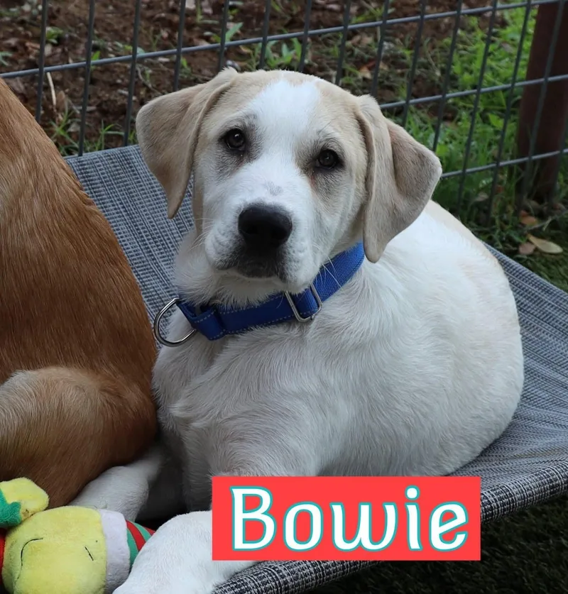 Bowie thumbnail 2