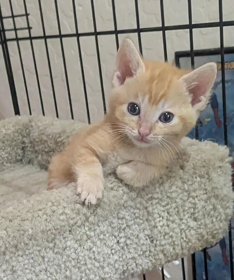 A baby small-sized female Orange / Red Domestic Short Hair cat named Cadence Crescendo for adoption in Chandler, AZ